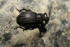Lyperobius