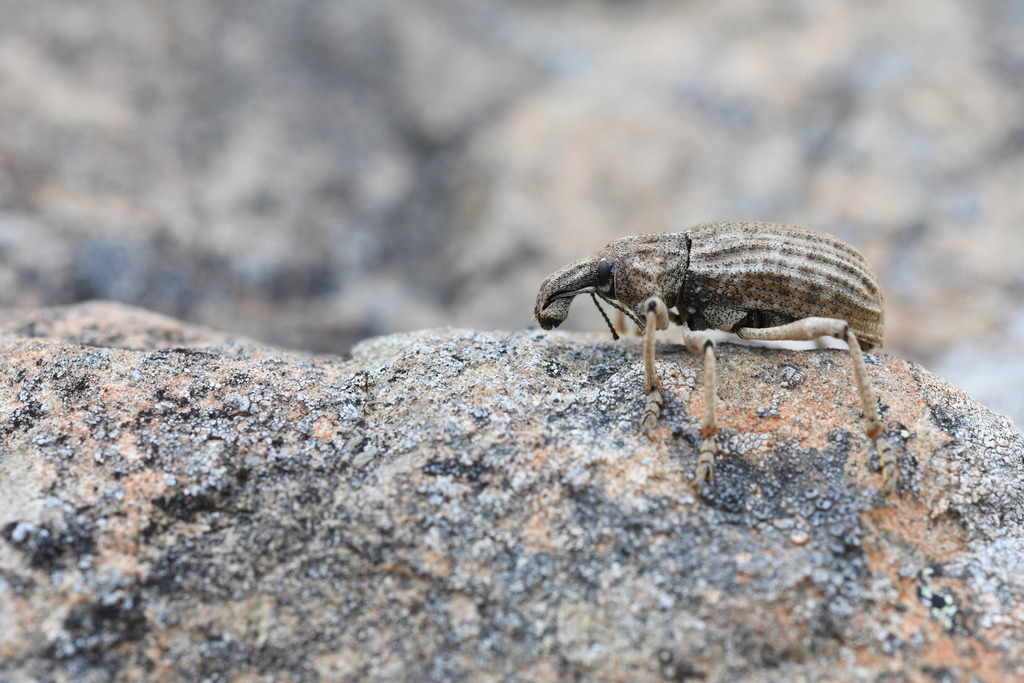 Anagotus lewisi