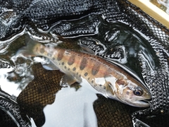Oncorhynchus masou