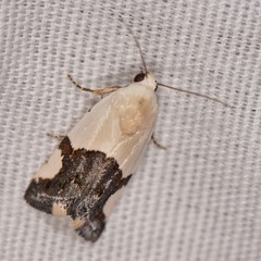 Ponometia cuta