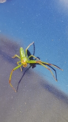 Cetratus circumlitus