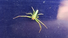 Cetratus circumlitus