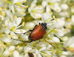 Phyllotocus rufipennis