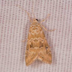 Hellula