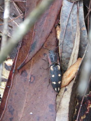 Ophidius dracunculus