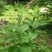 Green False Hellebore - Photo (c) J Brew, some rights reserved (CC BY-SA), uploaded by J Brew