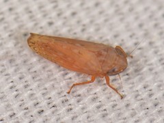 Spathanus acuminatus