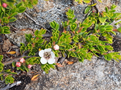 Leptospermum rupestre