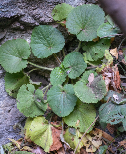 Roundleaf brookfoam (Boykinia rotundifolia)
