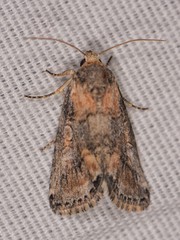 Aleptina