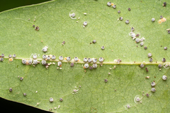 Euthoracaphis umbellulariae