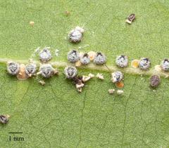 Euthoracaphis umbellulariae