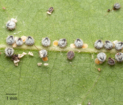 Euthoracaphis umbellulariae