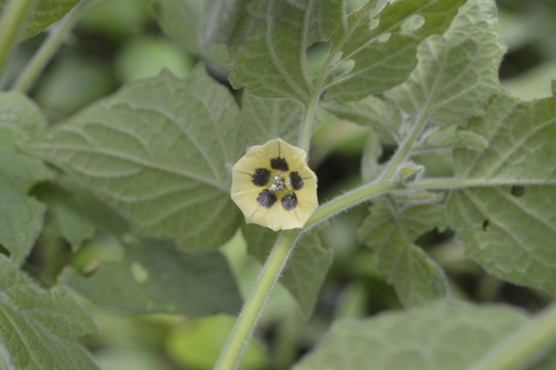 Physalis image