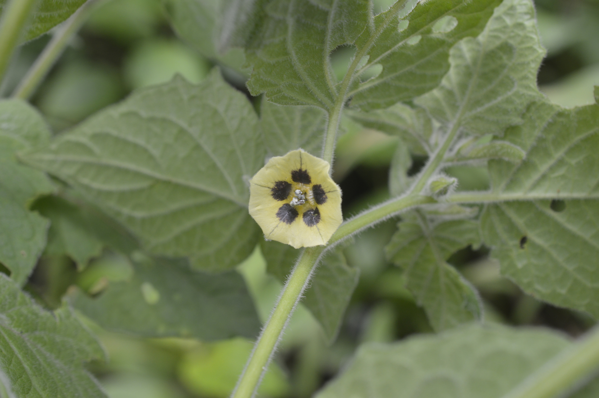 Physalis peruviana image