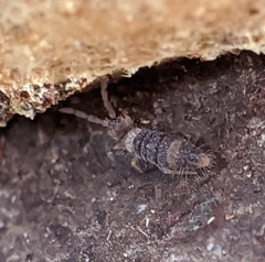 Entomobrya clitellaria