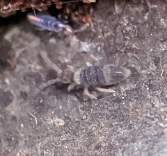 Entomobrya clitellaria
