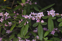 Boronia umbellata