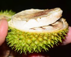Bignonia binata