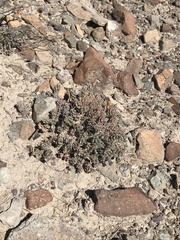 Grusonia aggeria