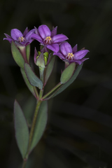 Boronia parviflora