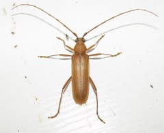 Knulliana cincta spinifera