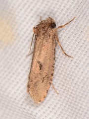 Acrolophinae