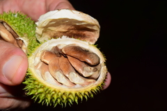 Bignonia binata