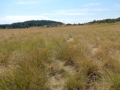Psathyrostachys juncea