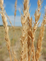 Psathyrostachys juncea