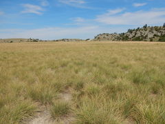Psathyrostachys juncea