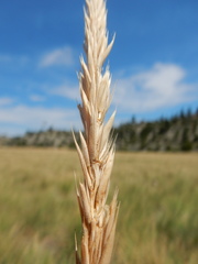 Psathyrostachys juncea