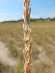 Psathyrostachys juncea