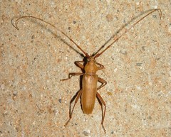 Knulliana cincta spinifera