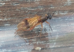 Benhamyia apicalis