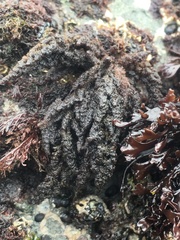 Callithamnion pikeanum