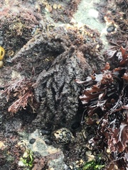 Callithamnion pikeanum