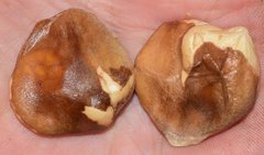 Bignonia binata