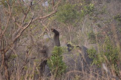 Loxodonta