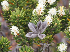 Orites revolutus
