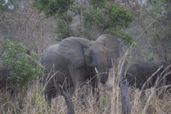Loxodonta