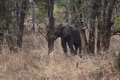 Loxodonta