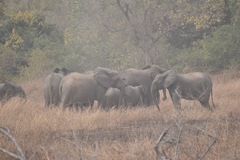 Loxodonta