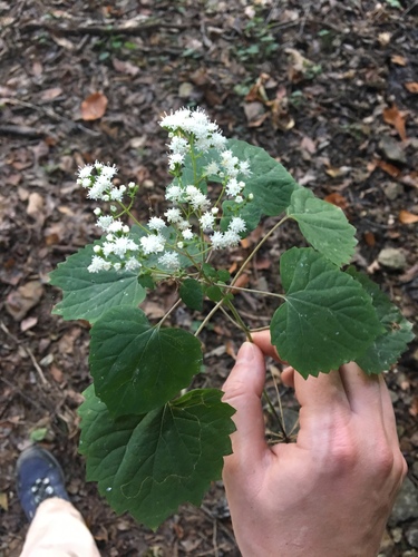 Lucy Braun's snakeroot (Ageratina luciae-brauniae)