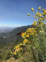 Senecio flaccidus douglasii