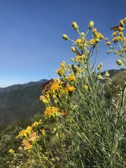 Senecio flaccidus douglasii