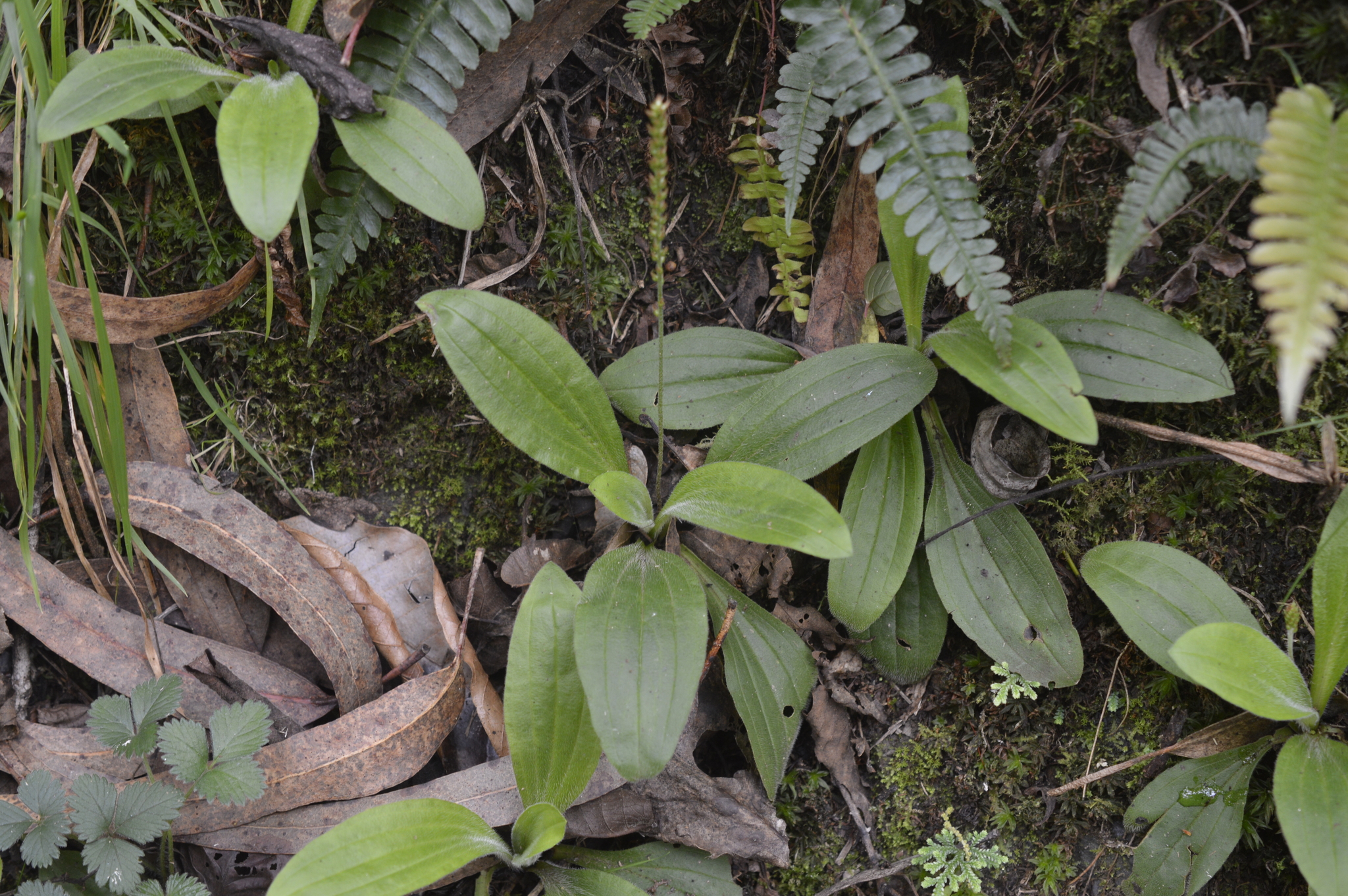 Plantago image