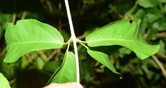 Bignonia binata