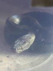 Boaedon fuliginosus