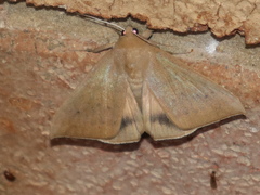 Ophisma gravata
